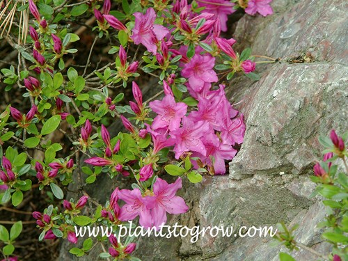 Compact Korean Rhododendron (Rhododendron yedoense var poukhanense Compactum)